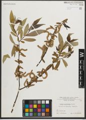 Foto von Salix neotricha Goerz